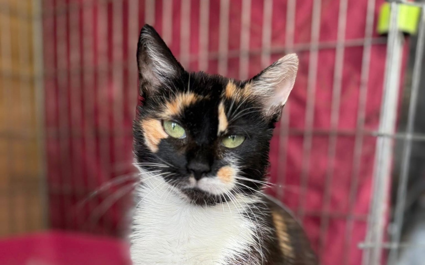 
        Kot o tricolorowym futrze, patrzący w obiektyw.
    