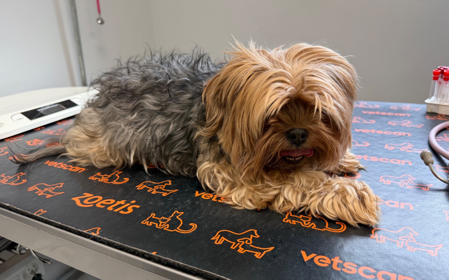 
        Mały piesek na stole weterynaryjnym.
    