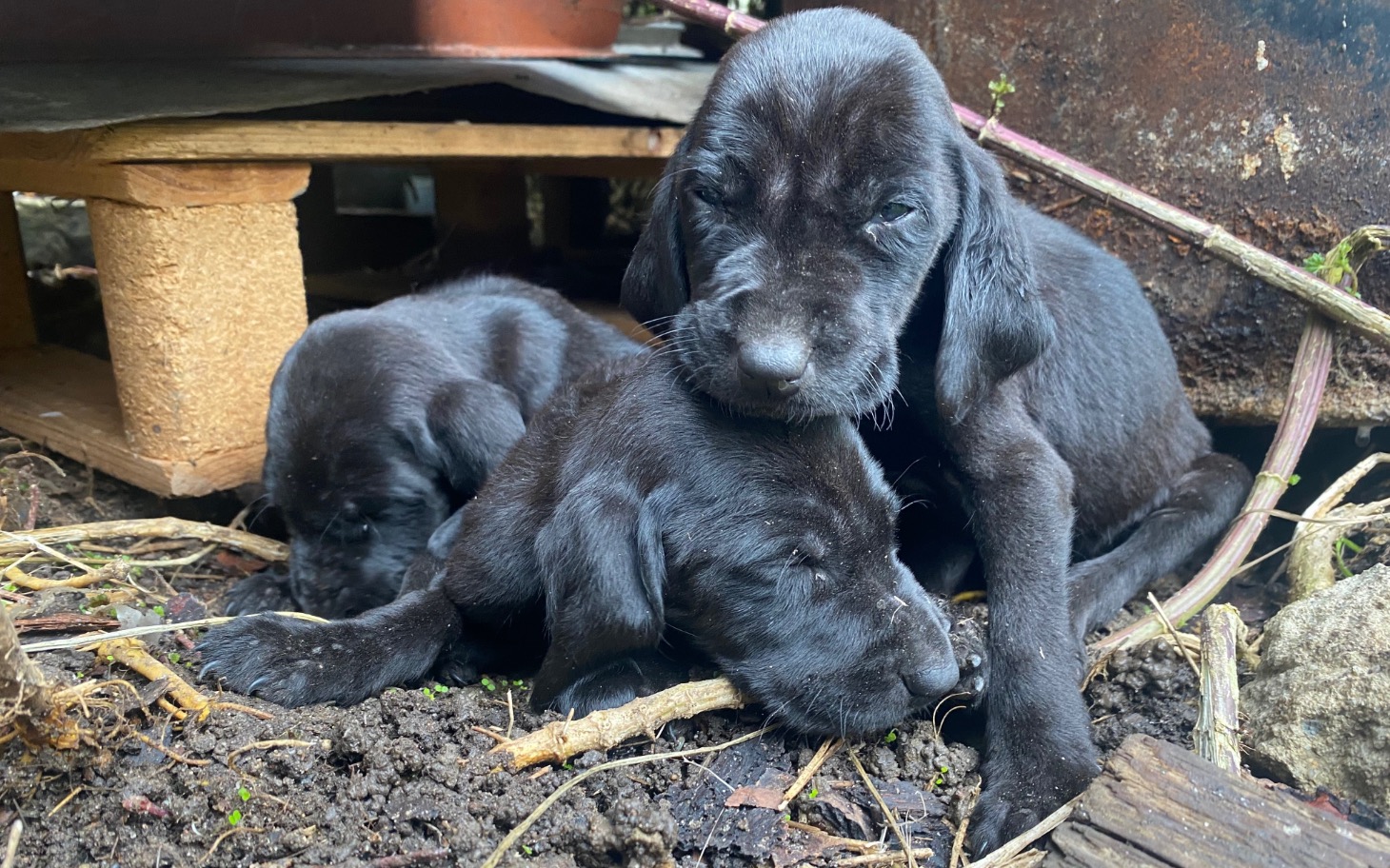 
        Słodkie szczeniaki bawiące się w ziemi.
    