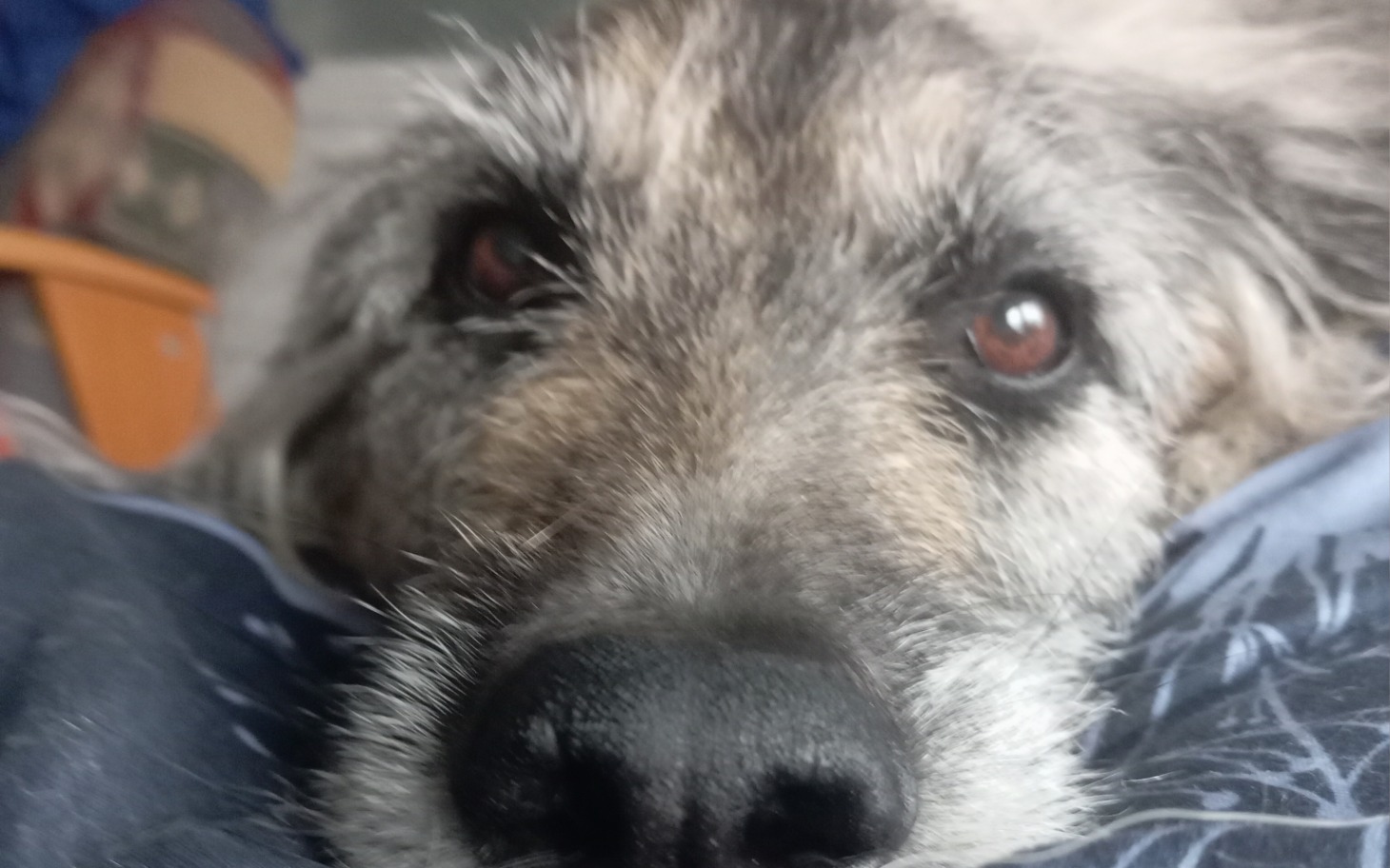 
        Zbliżenie na psa z wyrazem smutku, leżącego na łóżku.
    