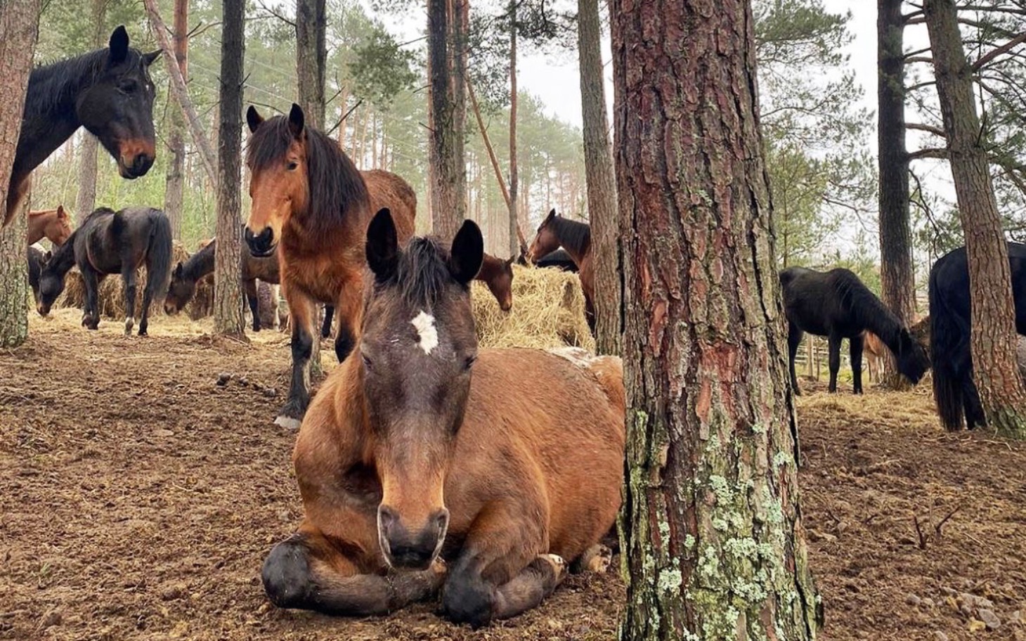 
        Stado koni w lesie, odpoczywających w naturalnym otoczeniu.
    