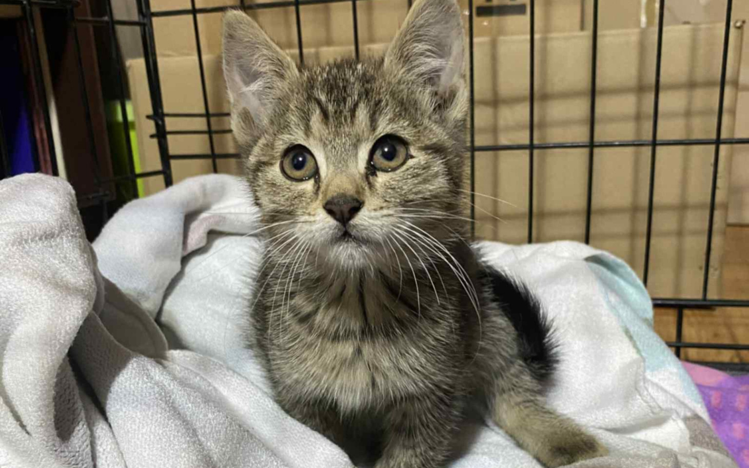 
        Mały kotek z dużymi oczami, leżący na kocyku.
    