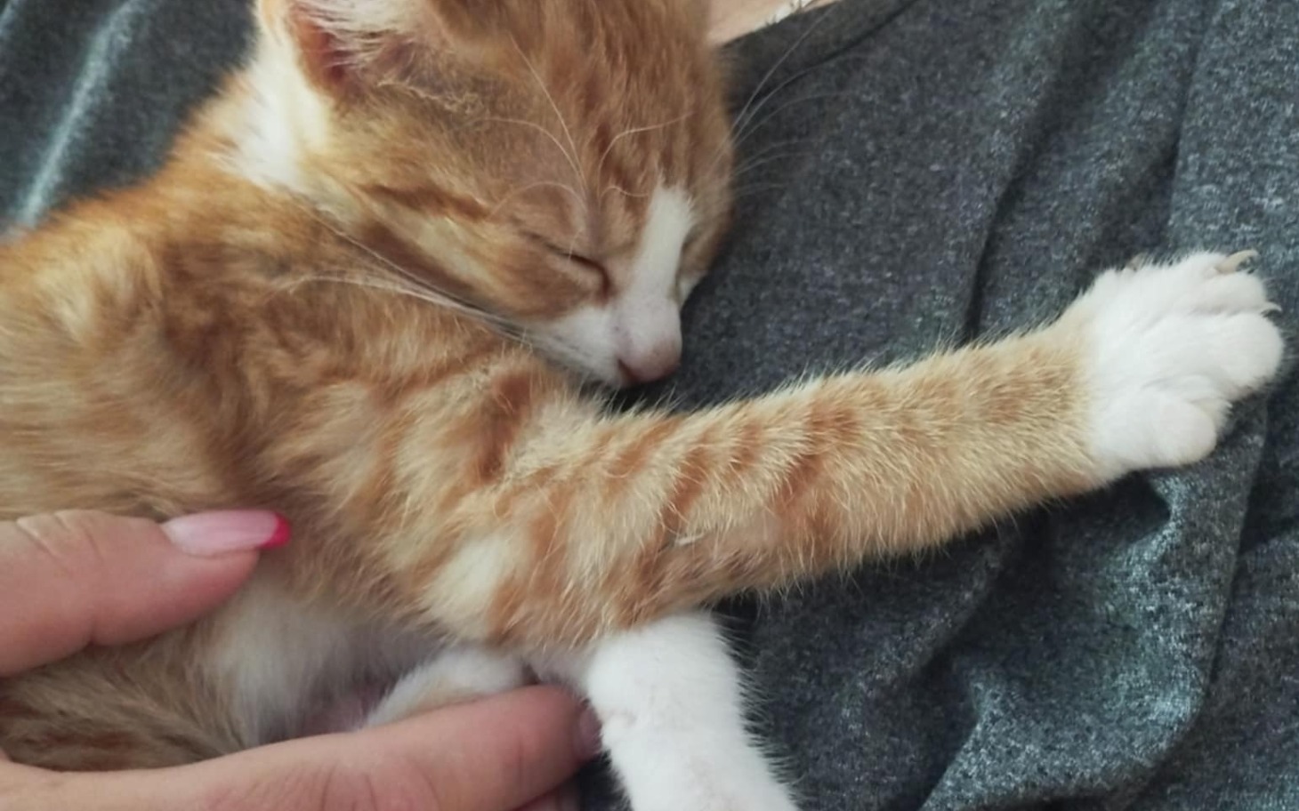 
        Śpiący kotek o pomarańczowym futrze na rękach właściciela.
    