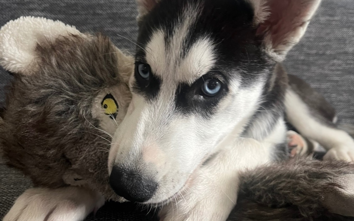 
        Szczeniak husky przytulający pluszowego lwa.
    