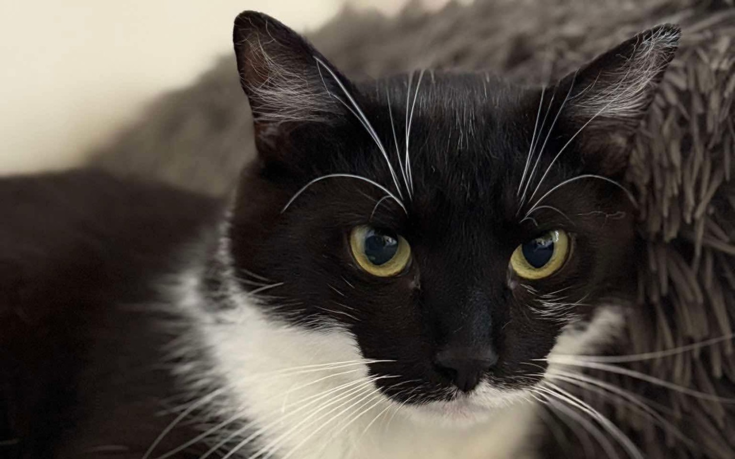 
        Czarny kot z białymi akcentami, patrzy z zainteresowaniem.
    