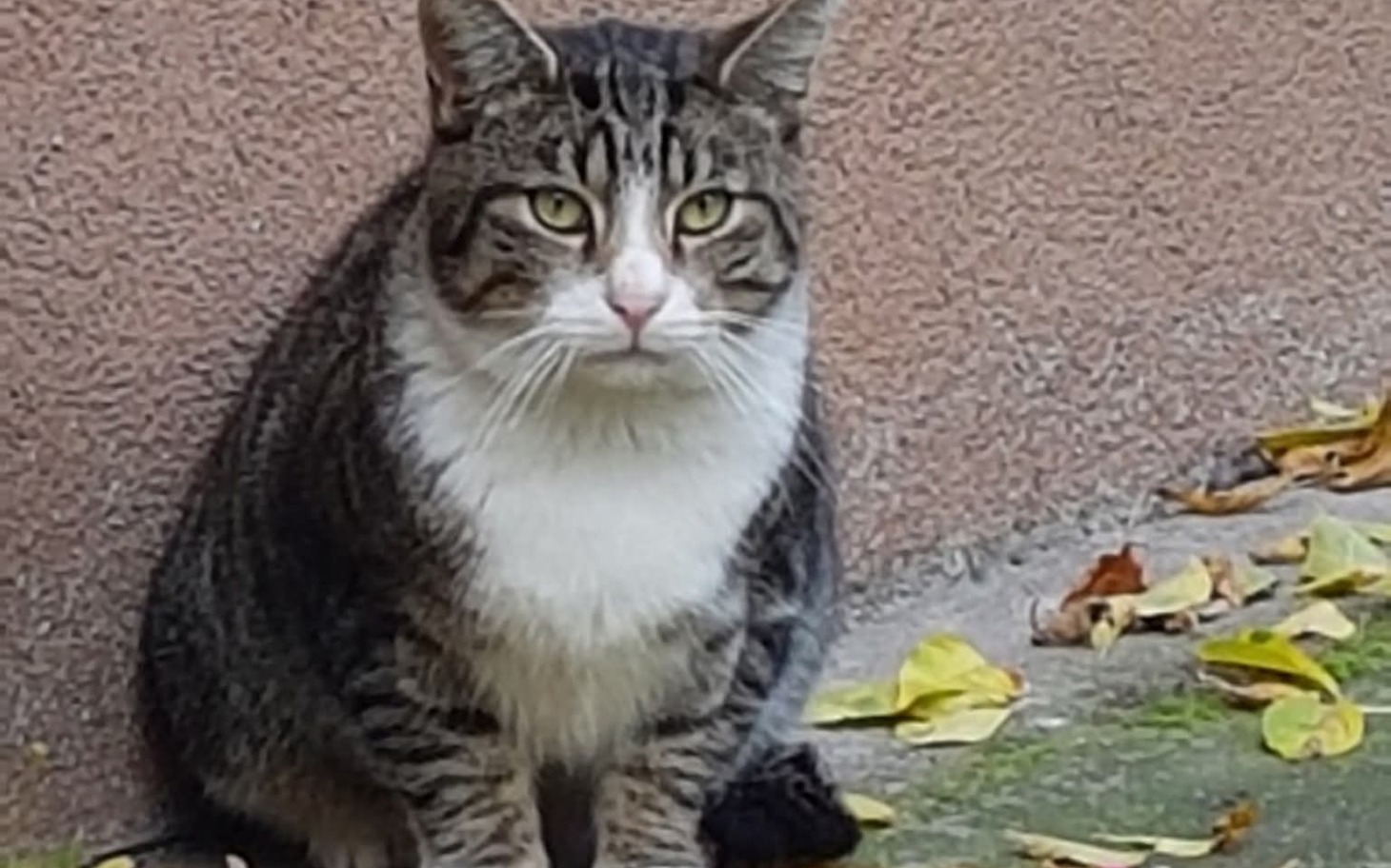 
        Kot siedzący na ziemi, z wyrazistym spojrzeniem.
    