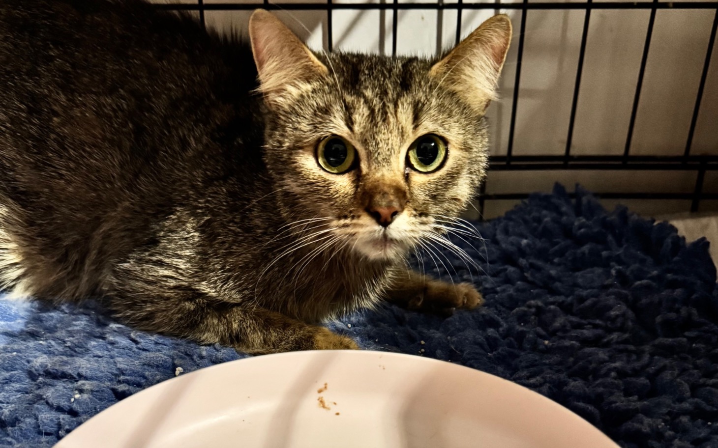 
        Kot w klatce, z ciekawym spojrzeniem i wyczekującym wyrazem.
    