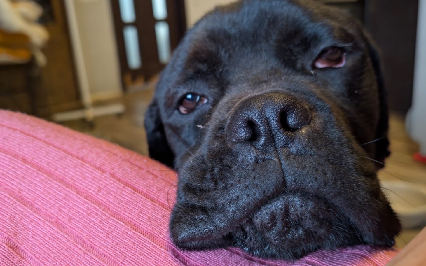 
        Czarny pies odpoczywa, opierając głowę na kolanach.
    