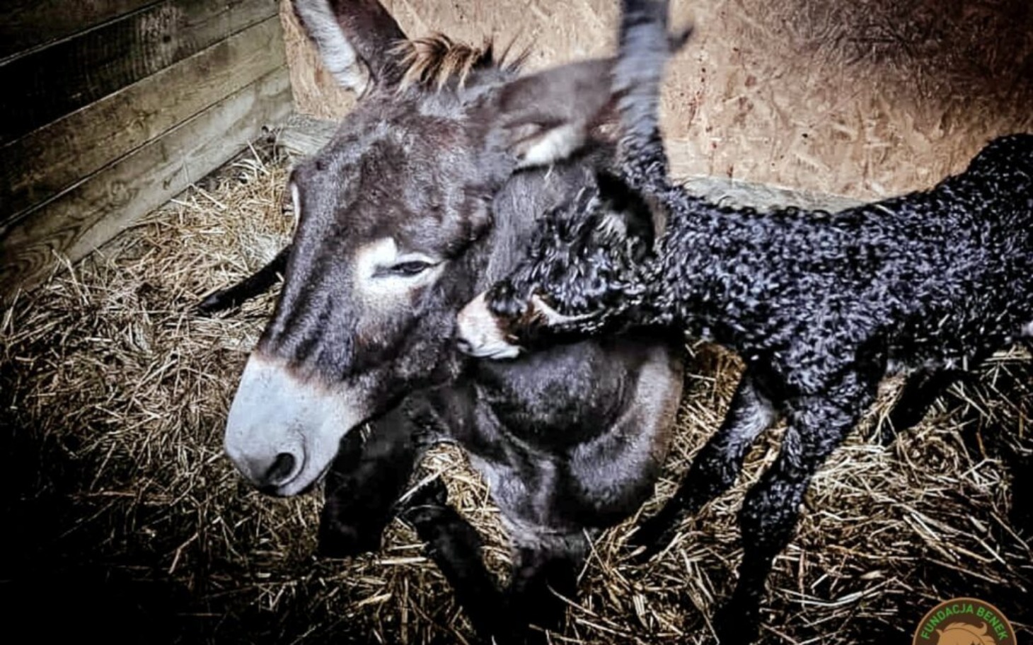 Osiołek i mały baranek w stajni, przytulają się do siebie.