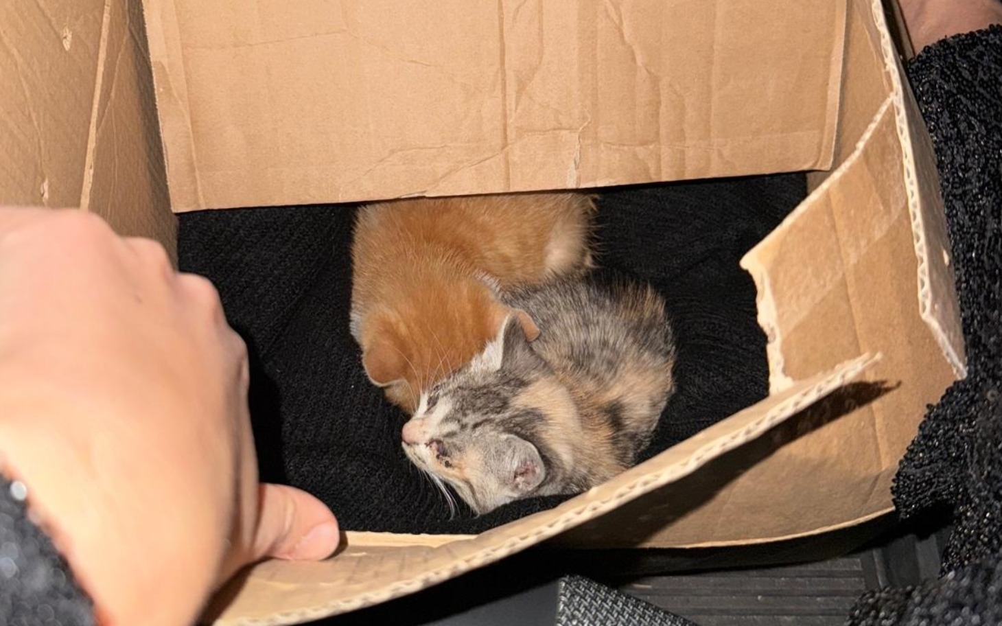 Dwa małe kocięta schowane w kartonie, wyglądają na bezpieczne.