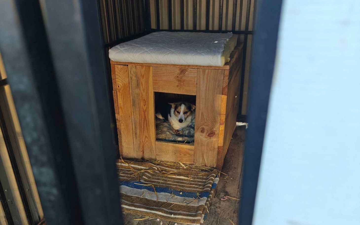 
        Pies w drewnianej budzie, czeka na swojego właściciela.
    