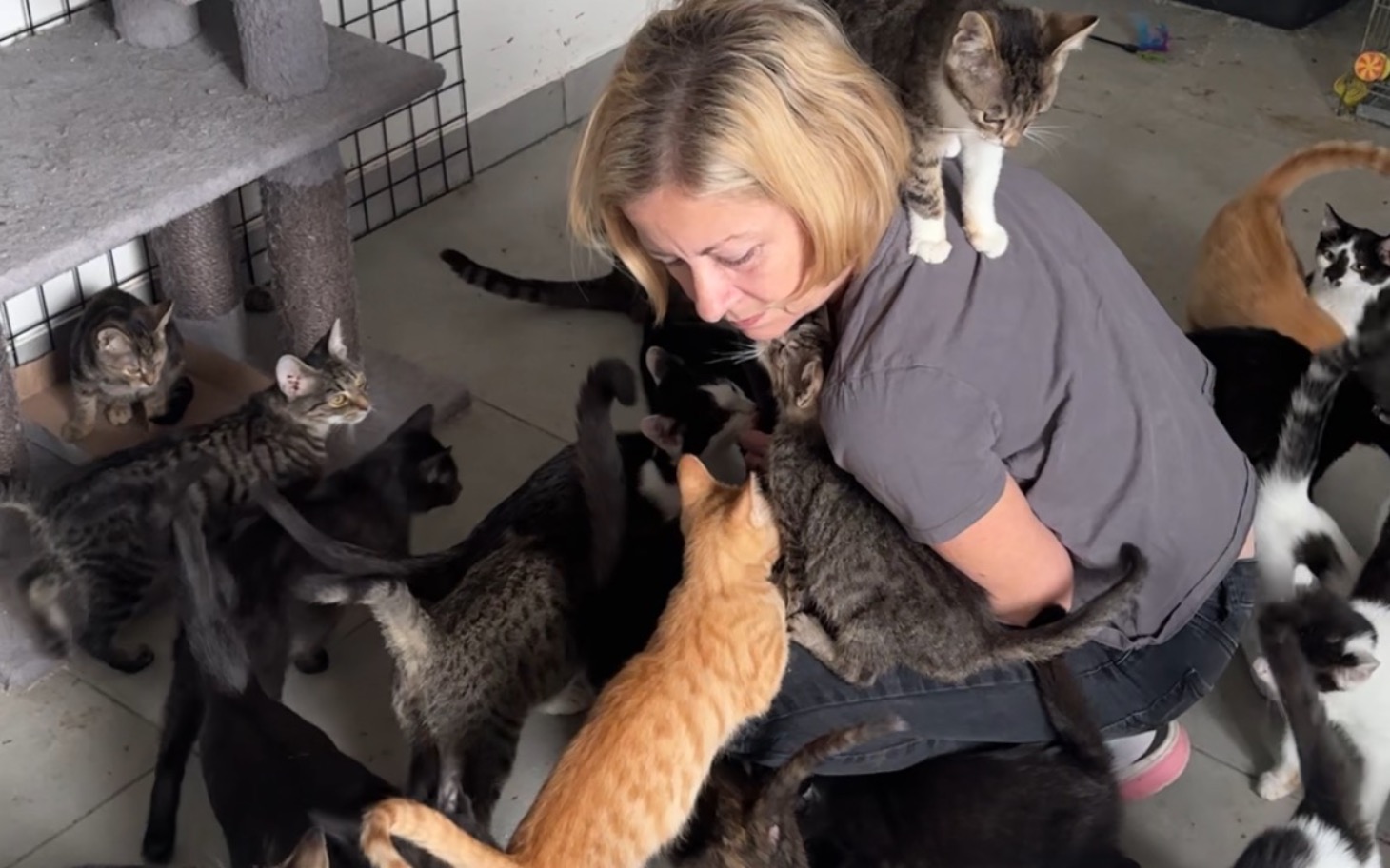 
        Kobieta otoczona przez wiele kotów w schronisku.
    