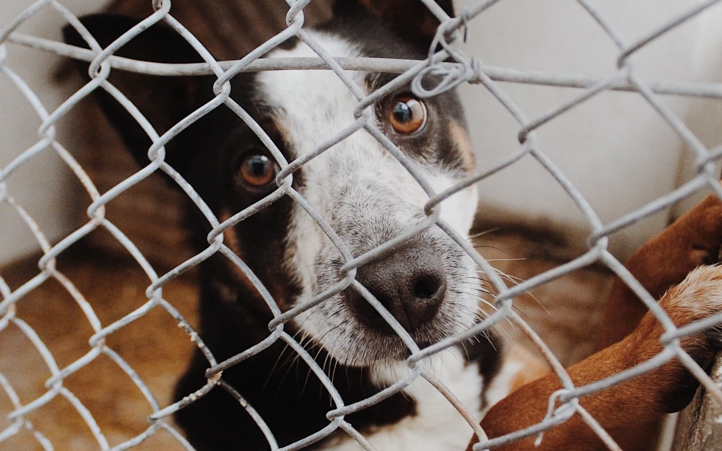 
        Pies patrzący przez siatkę w schronisku dla zwierząt.
    