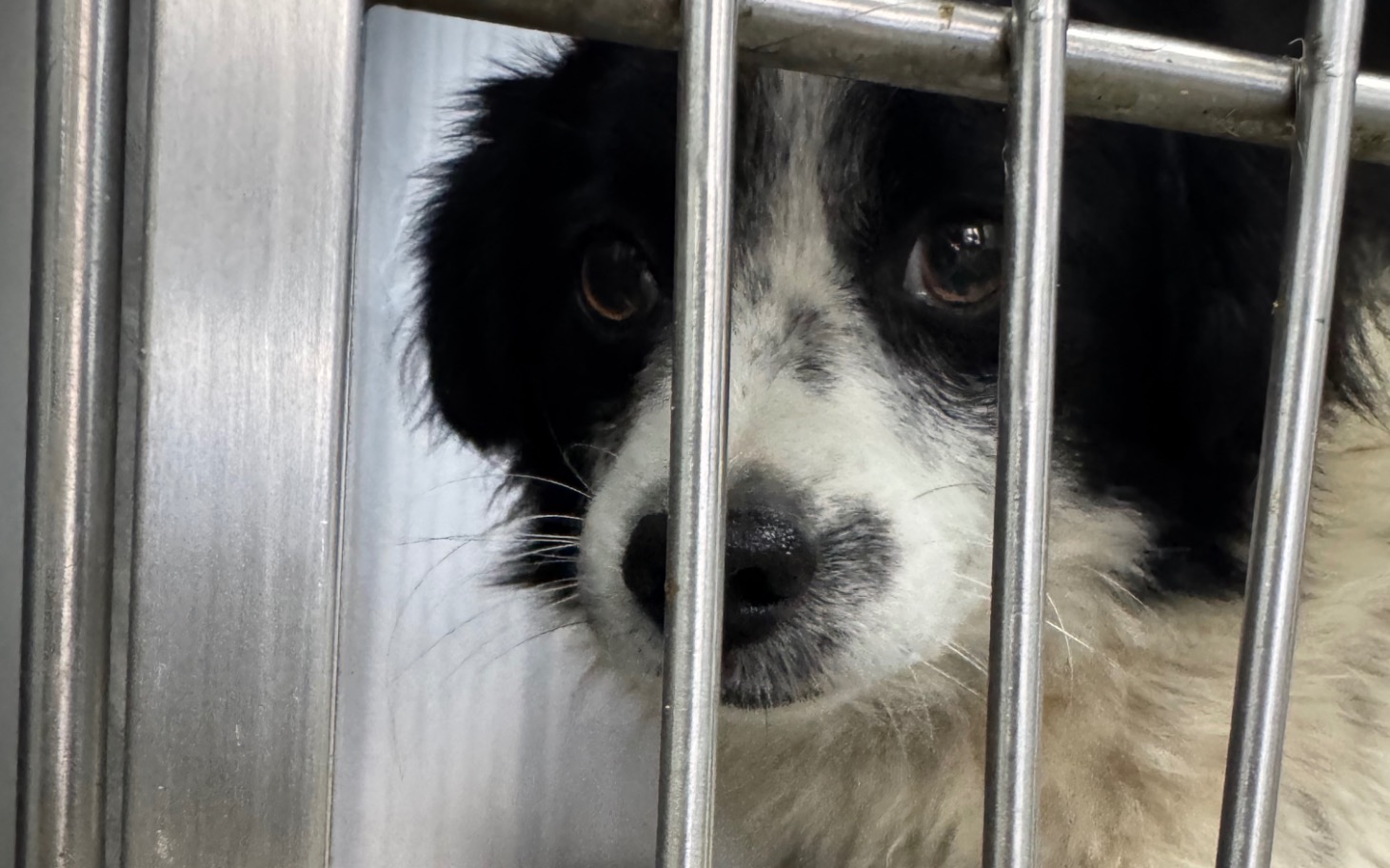 
        Smutny pies w schronisku, patrzy przez kraty.
    