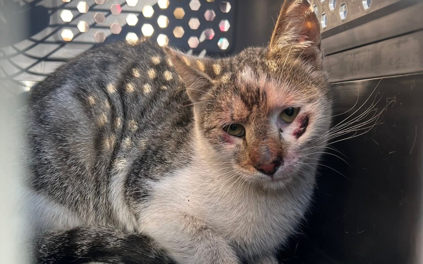
        Kot z raną na pyszczku, schowany w transporterze.
    