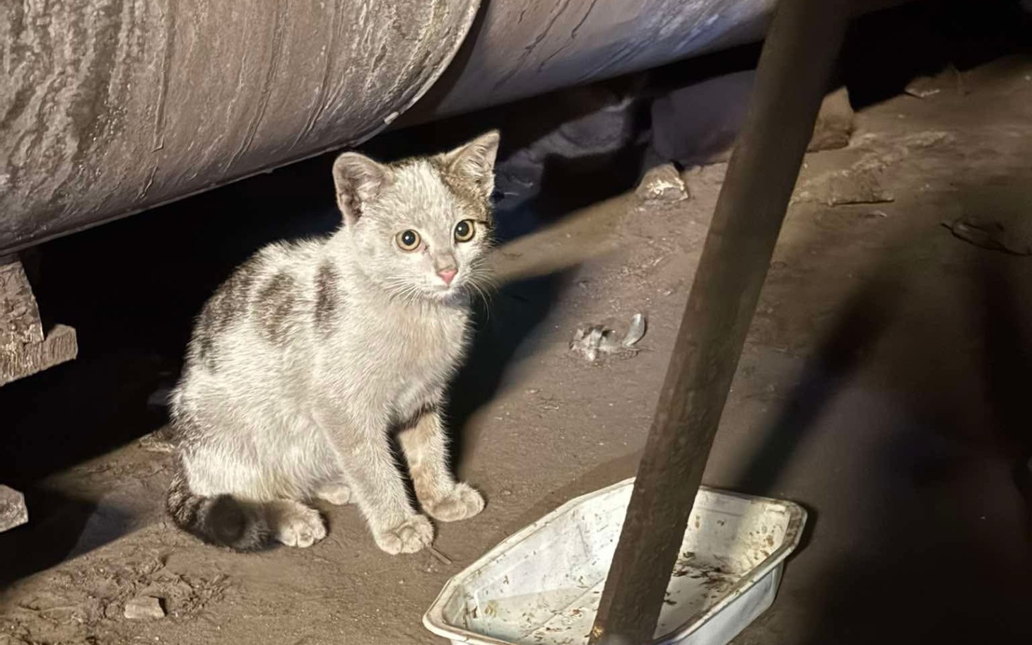 
        Mały kotek siedzący w ciemnym miejscu, z ciekawym spojrzeniem.
    