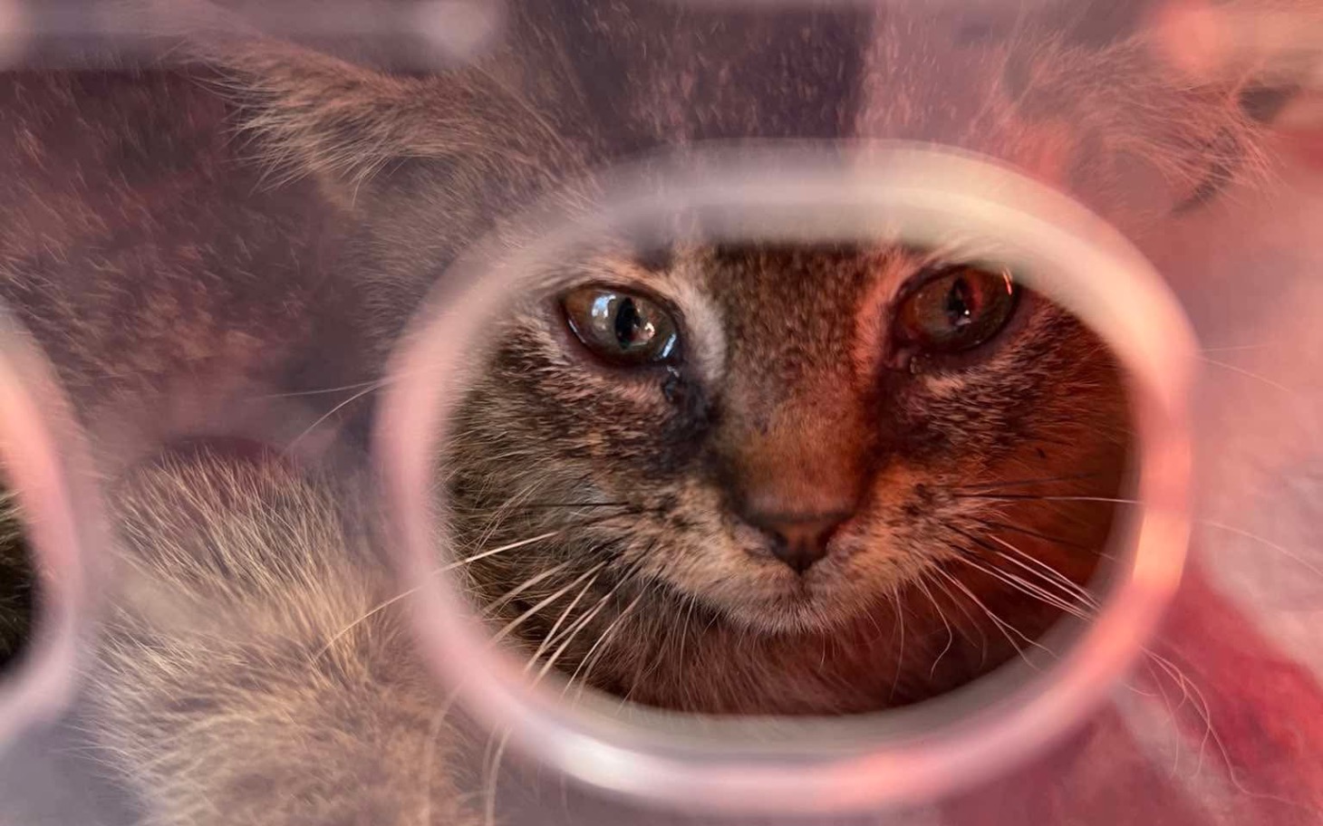 
        Kot patrzący przez otwór, z wyrazem ciekawości.
    