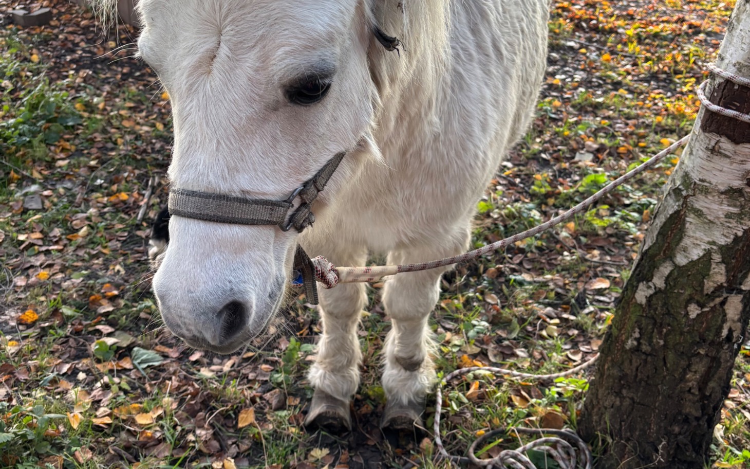 
        Biały koń na pastwisku wśród opadłych liści.
    