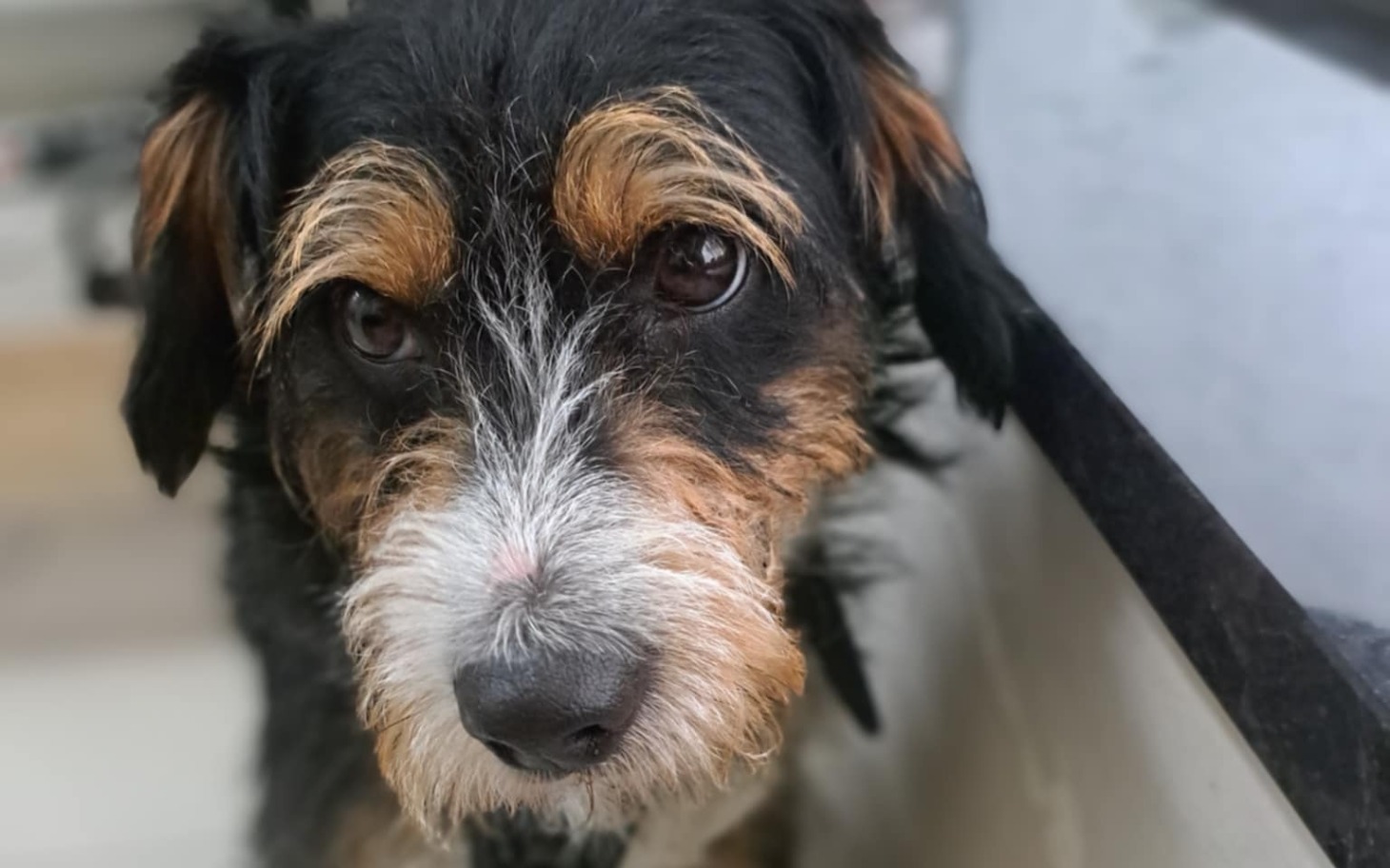 
        Pies z brązowymi i czarnymi łatami, patrzący w obiektyw.
    