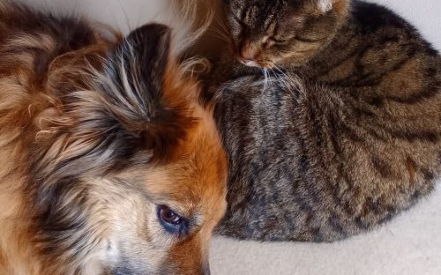 
        Pies i kot leżą obok siebie, odpoczywając.
    