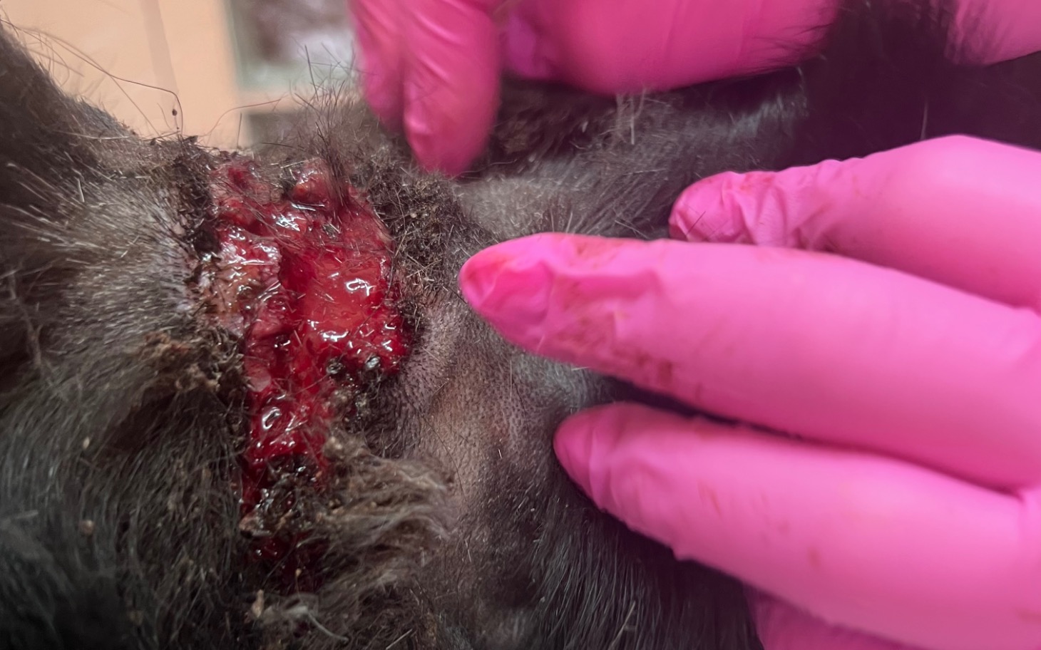 
        Zbliżenie na ranę na ciele zwierzęcia, ręce w rękawiczkach.
    