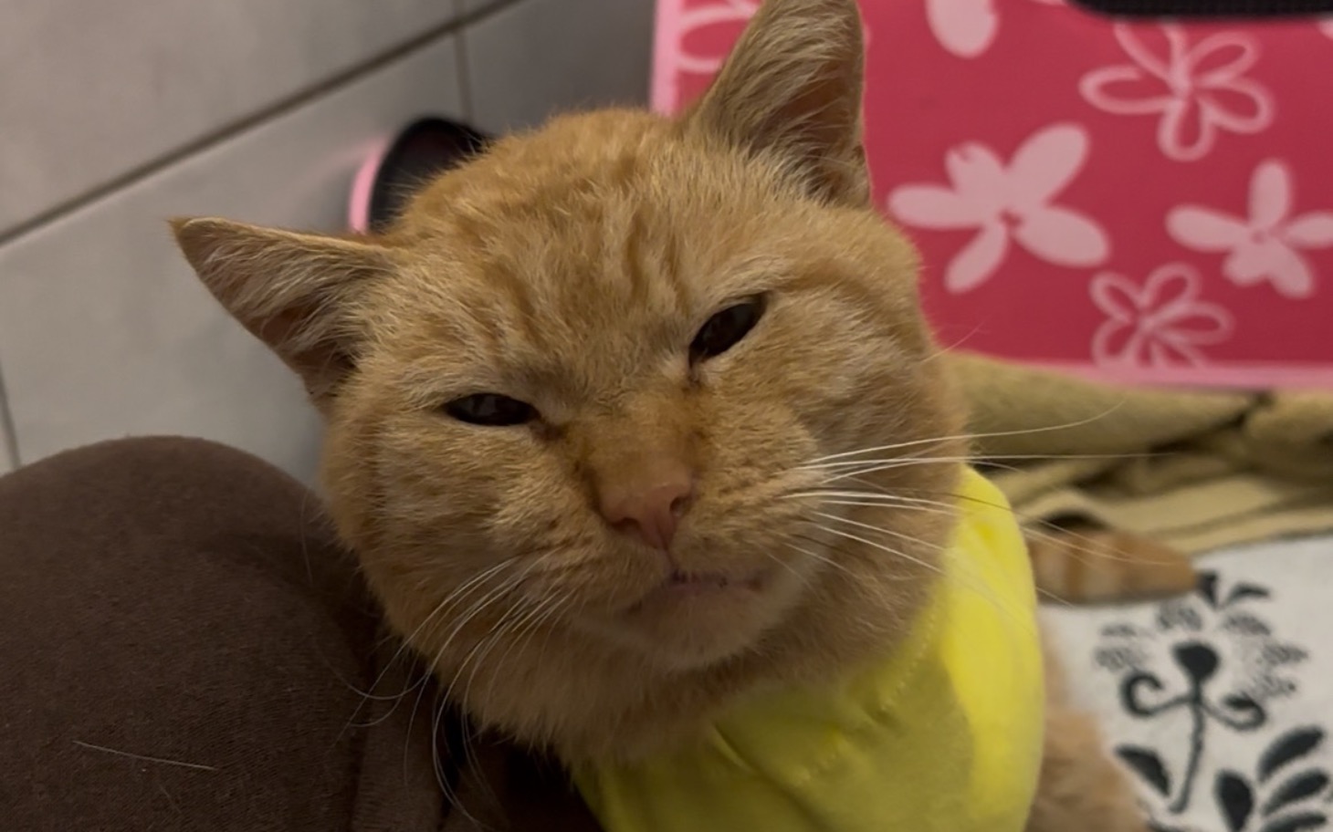 
        Rudy kot z wyrazem twarzy, siedzący na poduszce.
    