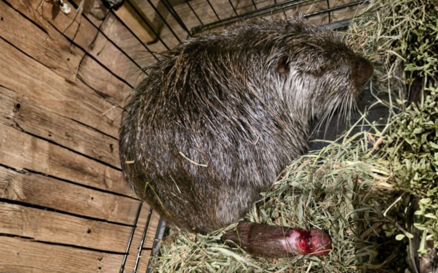 
        Bóbr w klatce, odpoczywający na sianie.
    