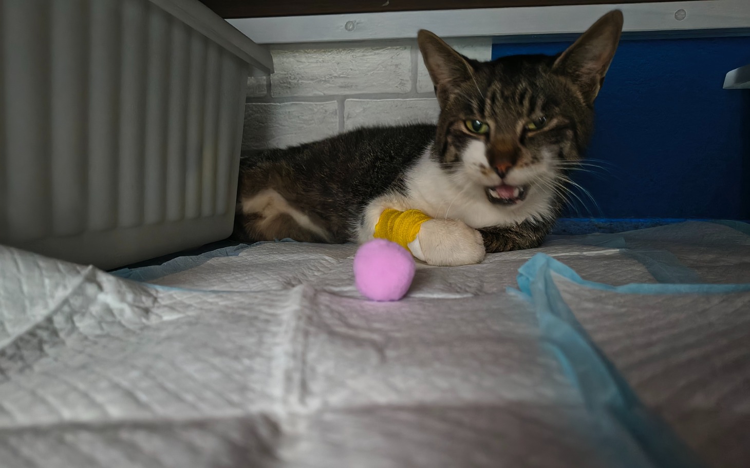 
        Kot leży na podłożu, z opatrunkiem na łapie.
    