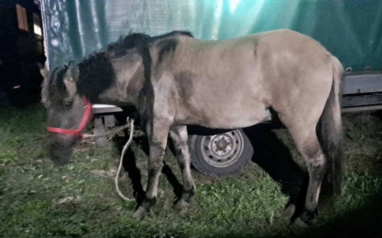 Koń w nocy, przyczepiony do przyczepy, w słabym świetle.