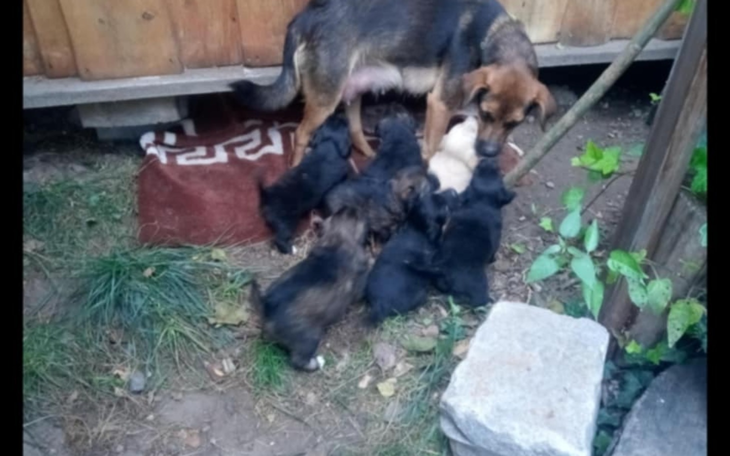 
        Suka z szczeniętami, opiekuje się nimi w ogrodzie.
    