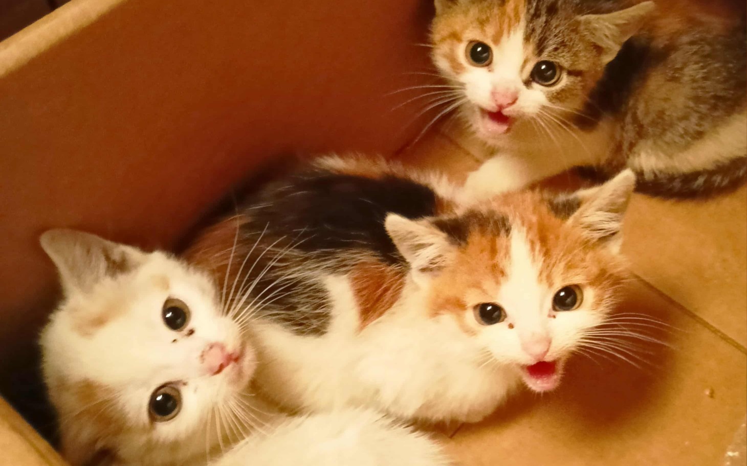 
        Trzy kocięta w kartonie, patrzące w stronę obiektywu.
    