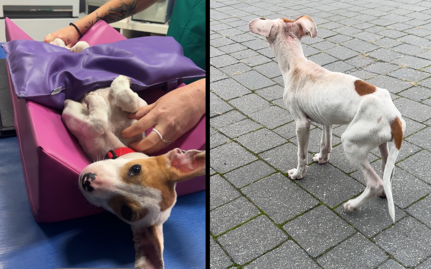 
        Zbiórka Czekał na pomoc ze złamaną łapą. - zdjęcie główne
    