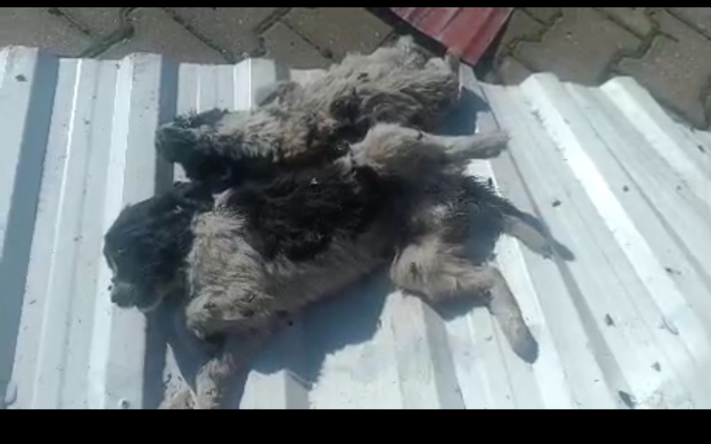 
        Dwa szczeniaki leżące na blaszanym dachu, wyglądające na porzucone.
    