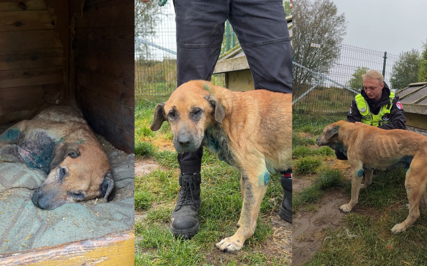 
        Trzy zdjęcia psa w schronisku, pokazujące jego stan i opiekuna.
    