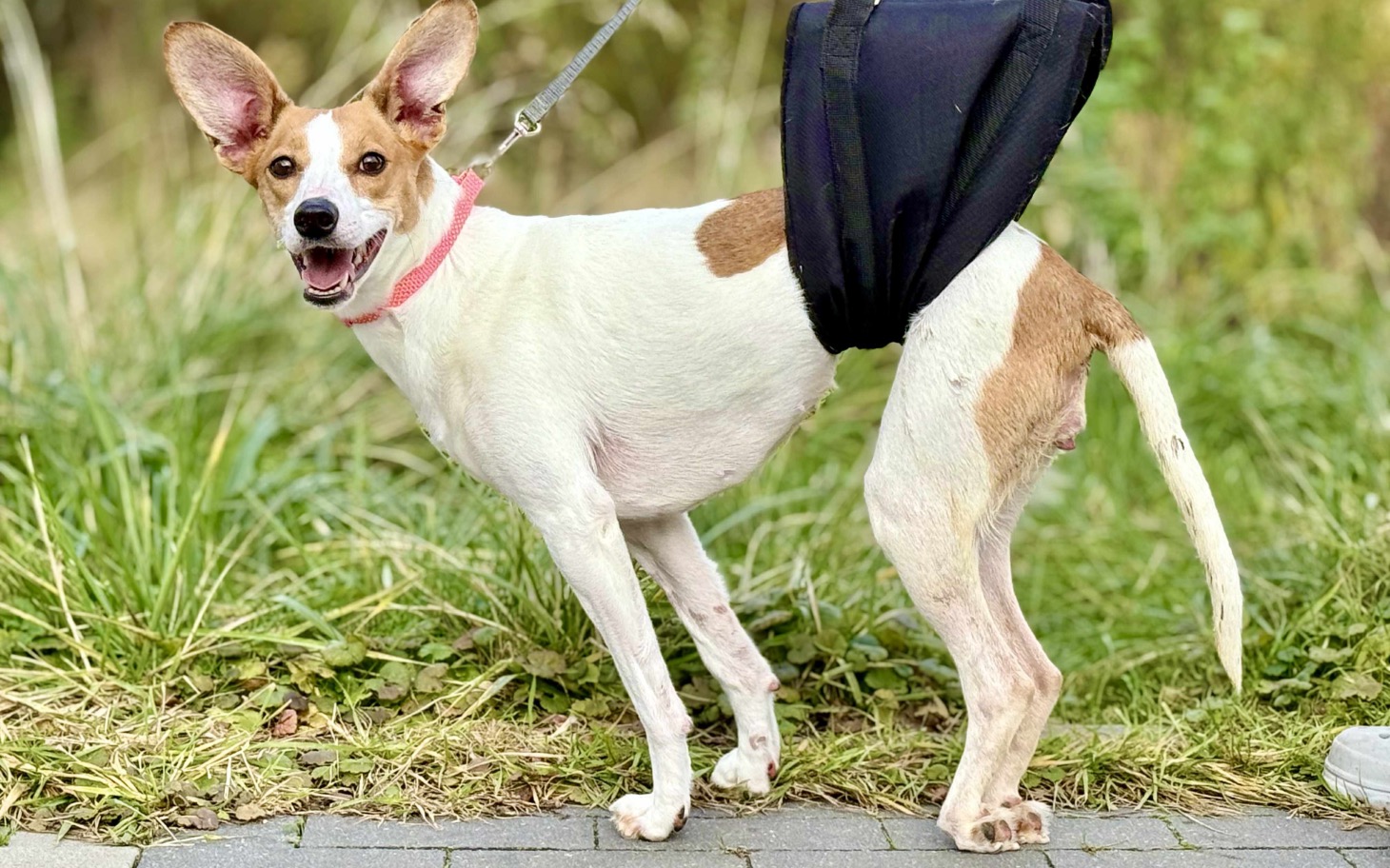 
        Pies w uprzęży, uśmiechający się na spacerze.
    