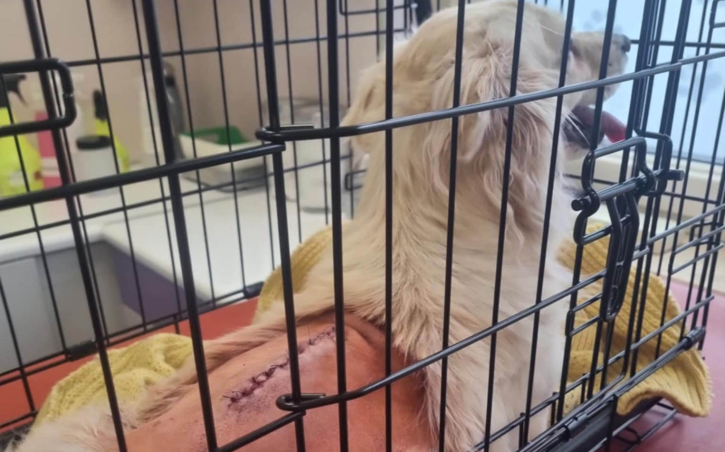 
        Pies po operacji w klatce.
    