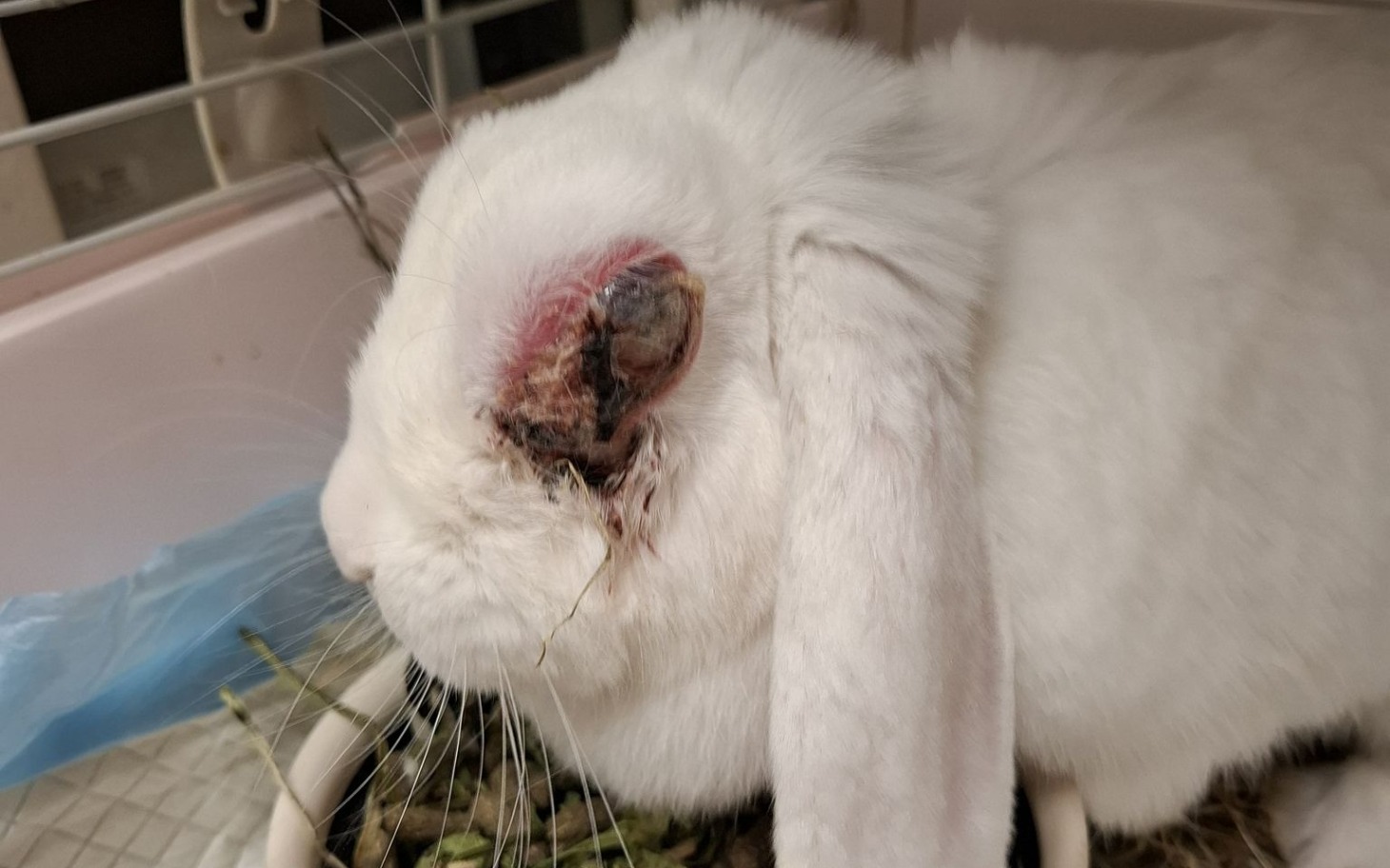 
        Chory królik z raną na uchu.
    