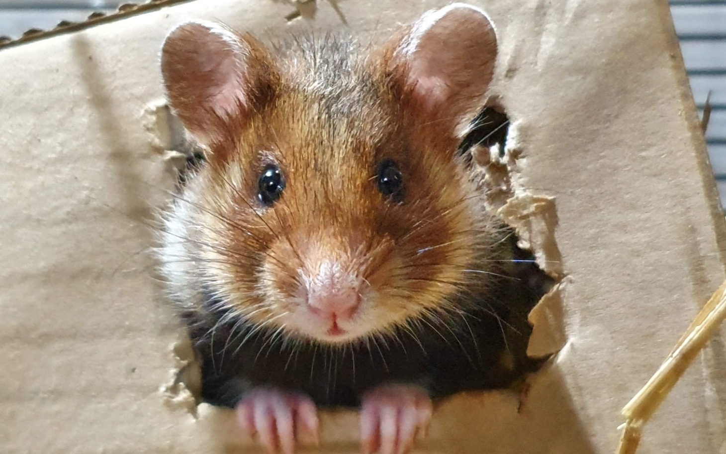 
        Zgniły kawałek chleba, pokryty pleśnią.
    