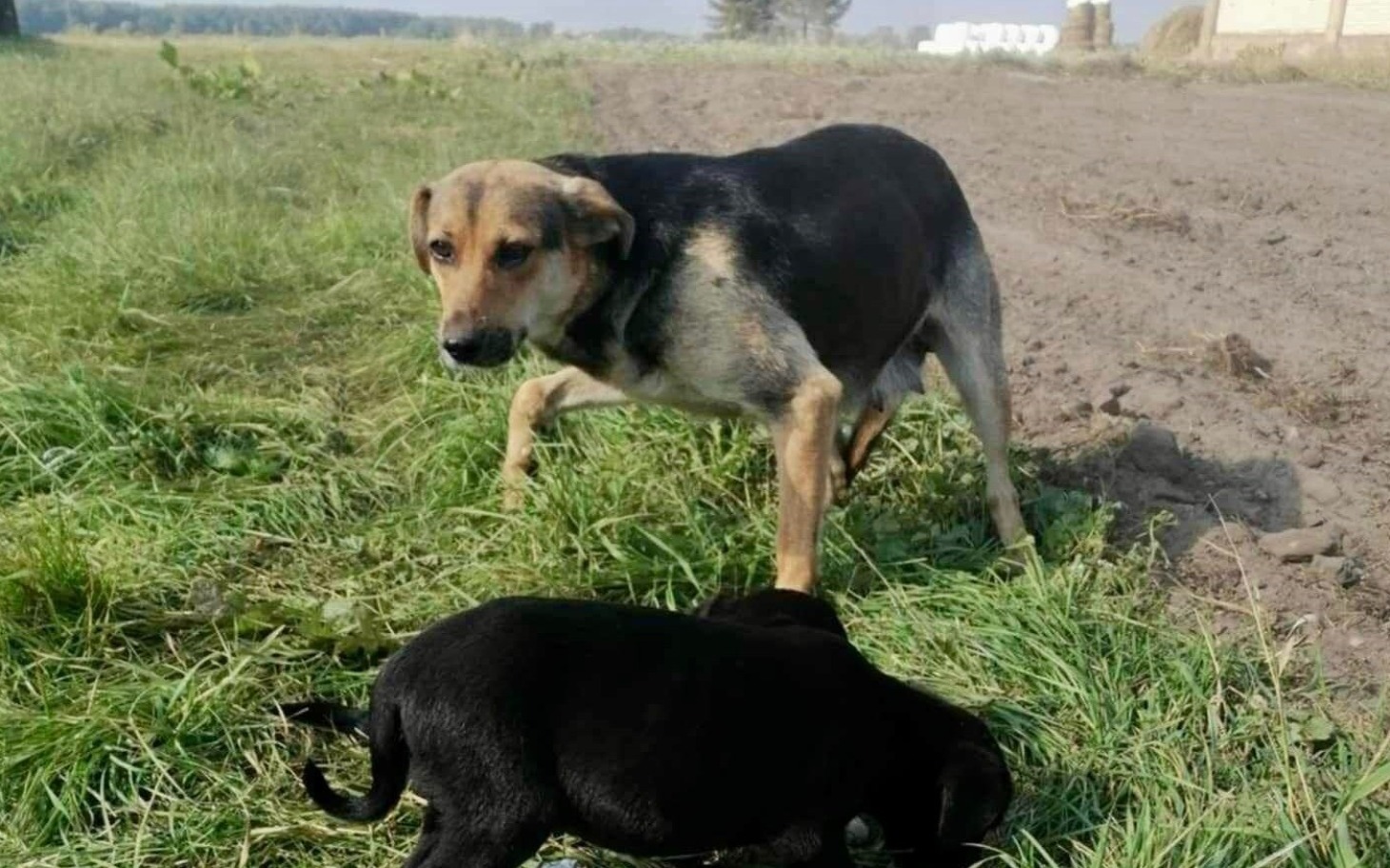 
        Psy bawiące się na zielonej łące.
    