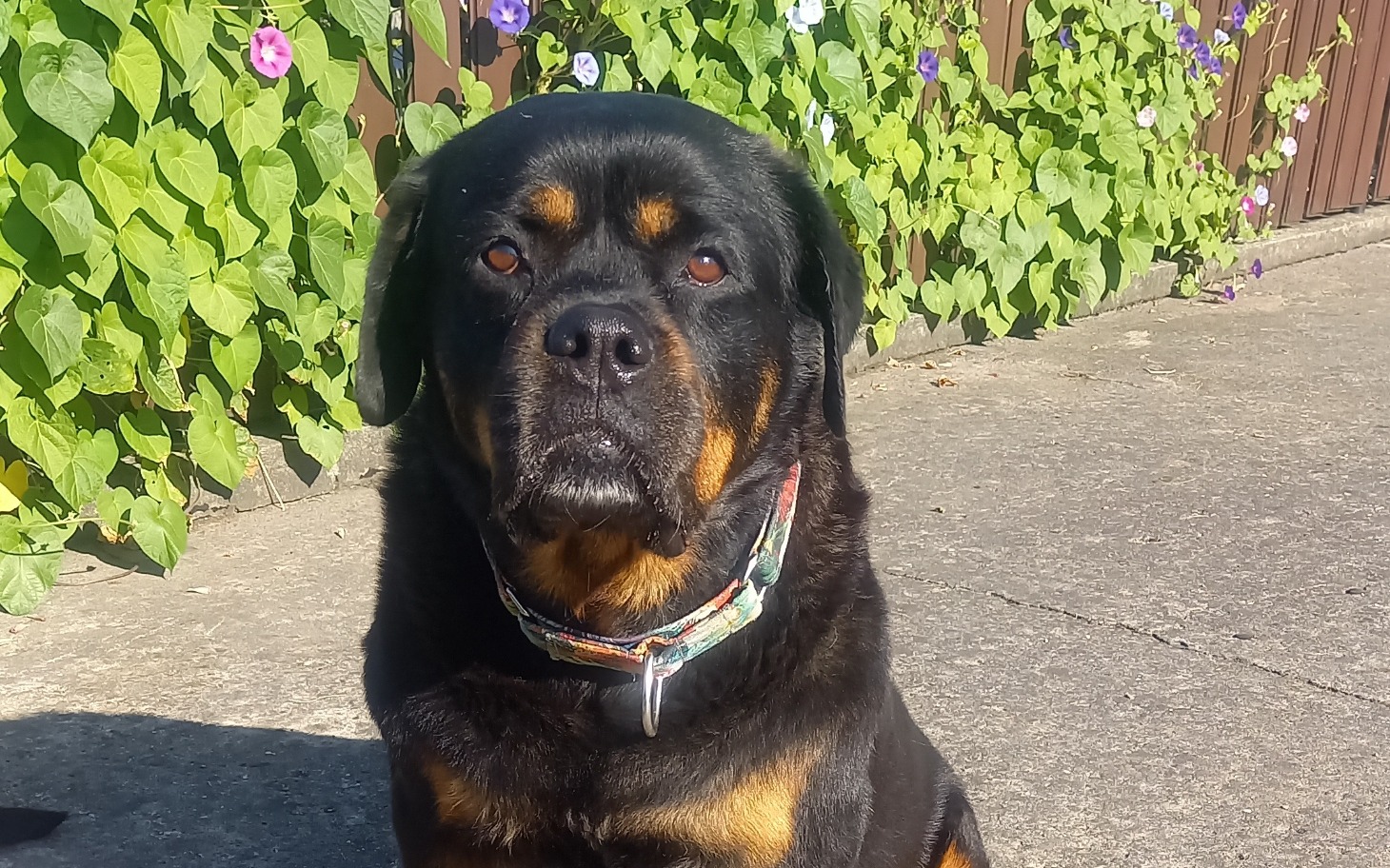 
        Rottweiler siedzący na chodniku, z pięknym tłem kwiatów.
    