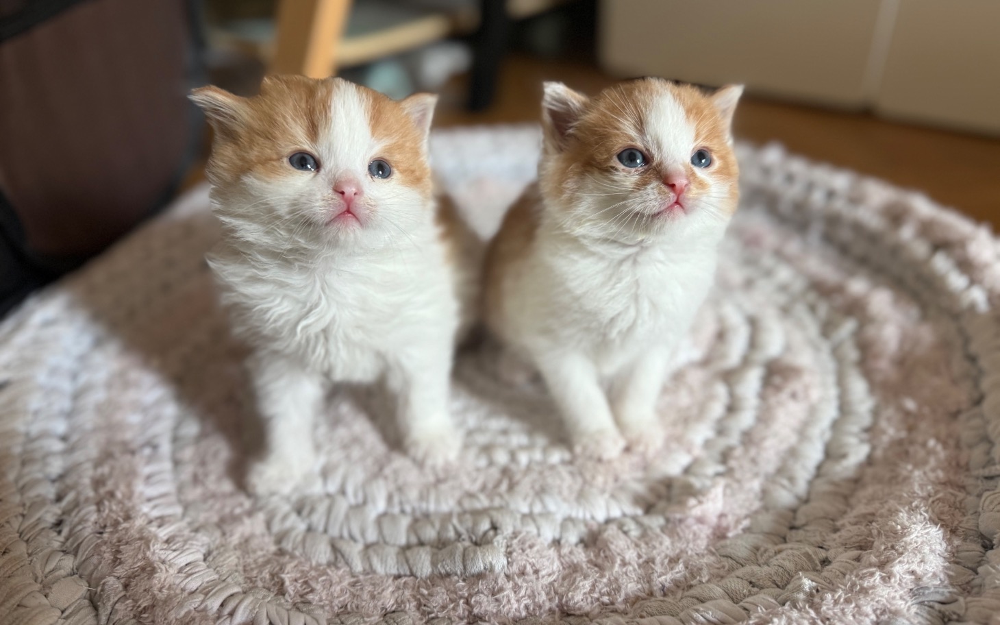 
        Dwa małe kociaki stojące na okrągłym dywaniku.
    