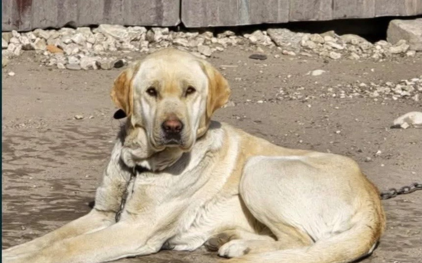 
        Labrador leżący na ziemi, patrzący w stronę obiektywu.
    