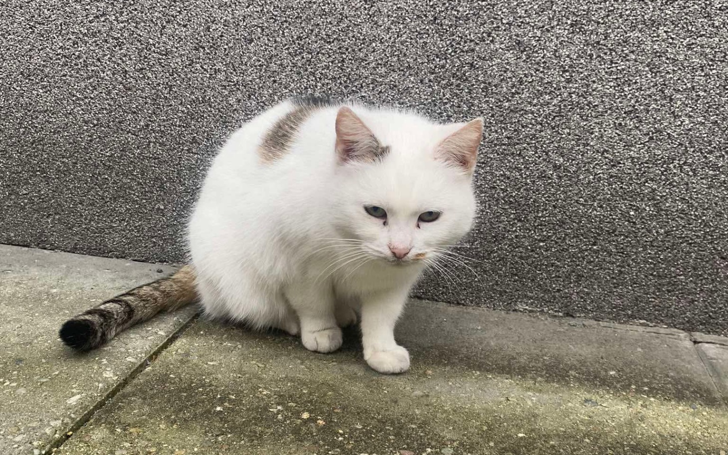 
        Biały kot siedzący na chodniku, z ciekawym spojrzeniem.
    