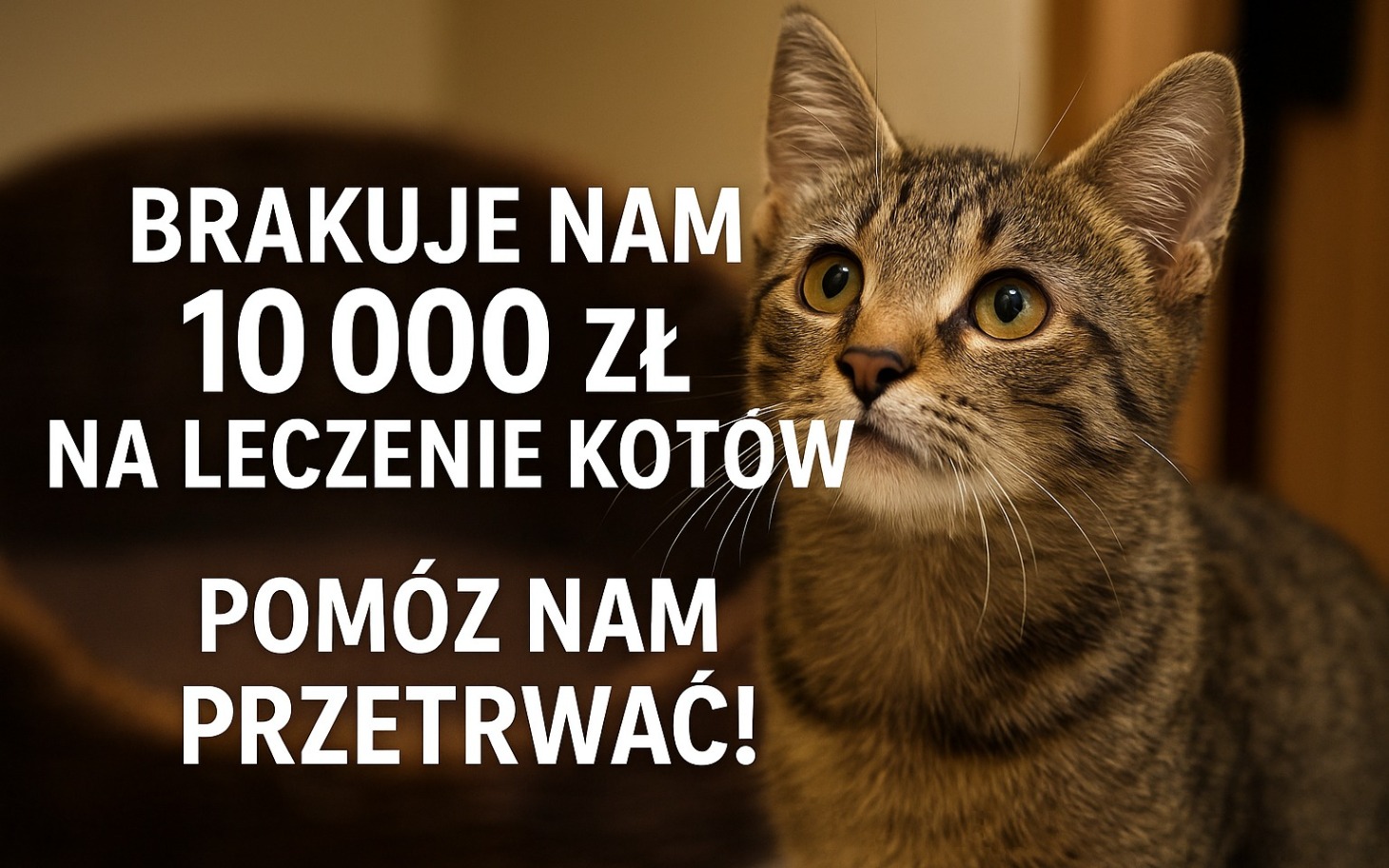 
        Kot z napisem o potrzebie wsparcia finansowego na leczenie.
    