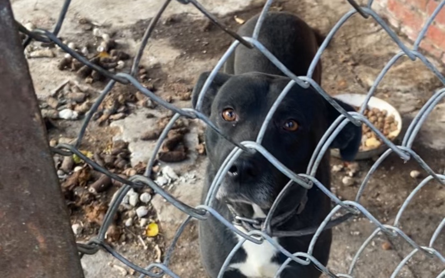 
        Pies patrzy smutno przez ogrodzenie, czekając na pomoc.
    