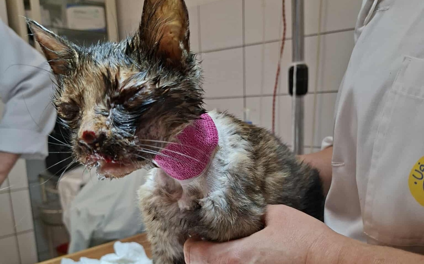 
        Ranna kotka w trakcie leczenia, z opatrunkiem na szyi.
    