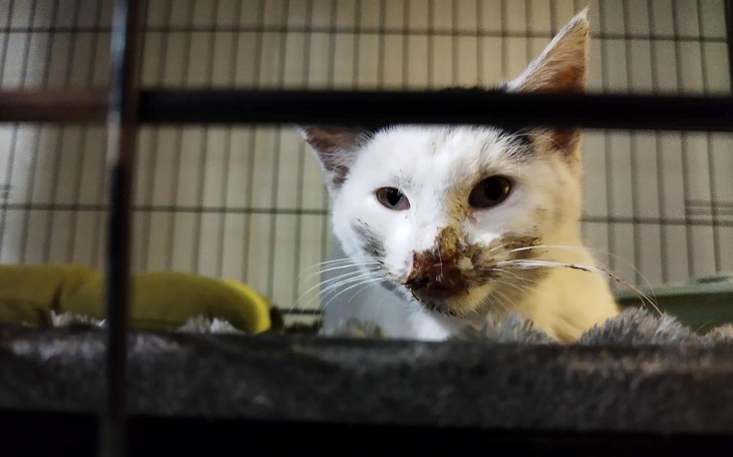 
        Biały kot z brudnym pyszczkiem w klatce.
    