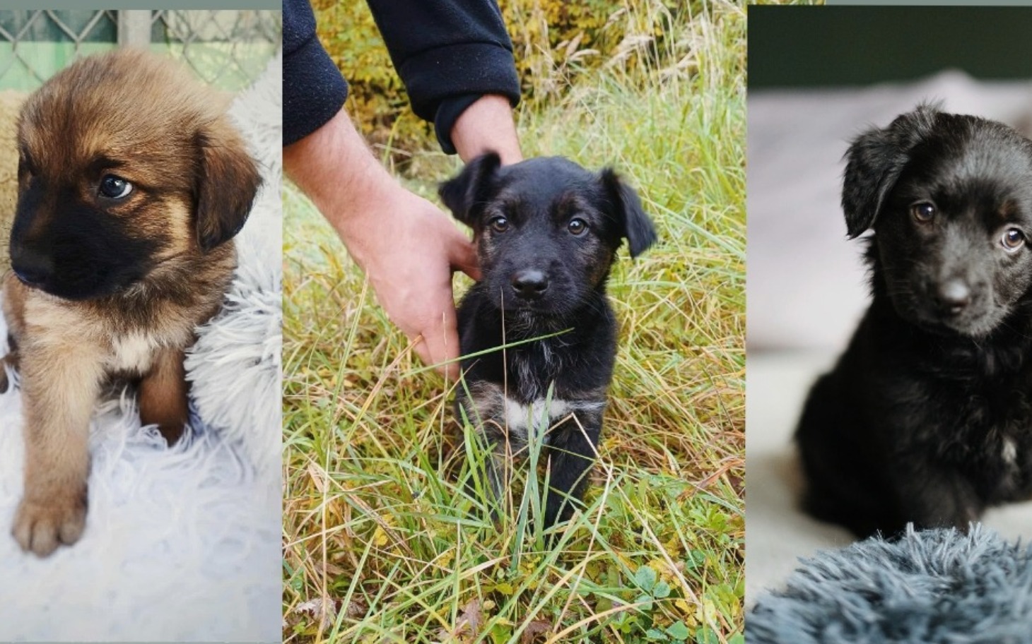 
        Trzy szczeniaki bawiące się na trawie.
    