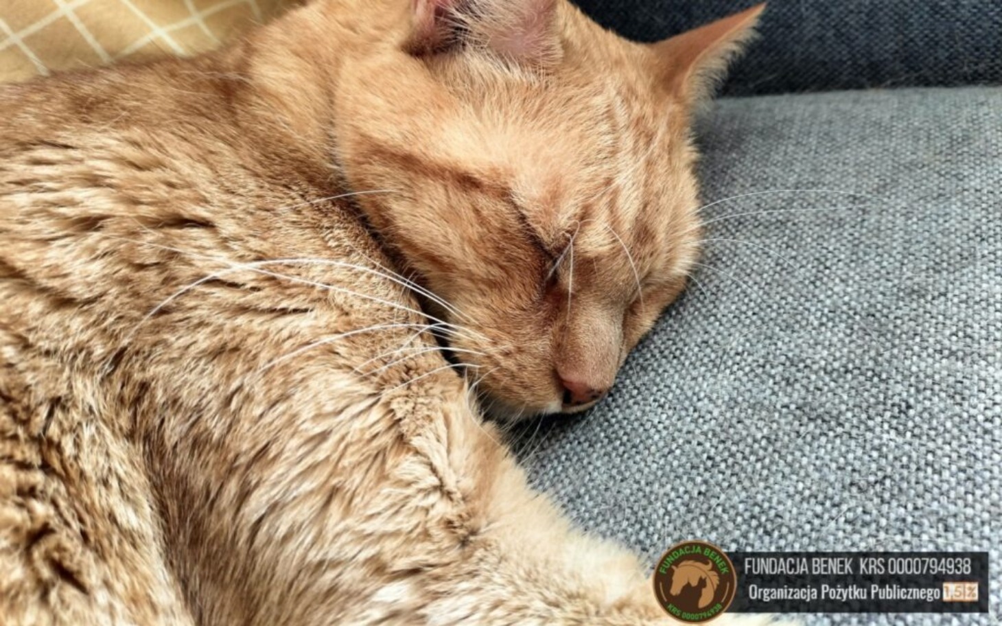 
        Śpiący kot o rudym futrze, leżący na kanapie.
    
