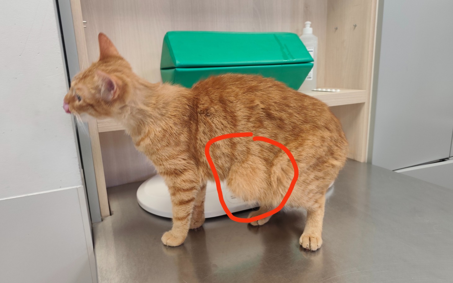 
        Kotek myjący łapkę na różowym kocyku.
    